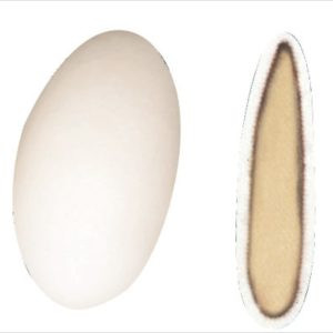 Avola Dauphine 223373