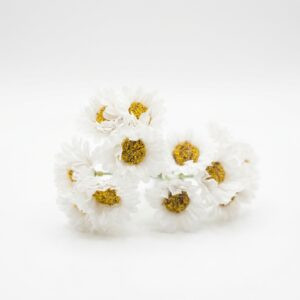 Lot 6 tiges Marguerite 8 Lot 6 tiges Marguerite