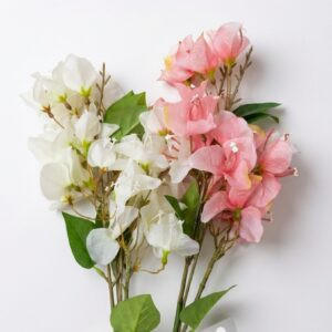 Lot 3 grandes tiges Bougainvilliers 6 Lot 3 grandes tiges Bougainvilliers